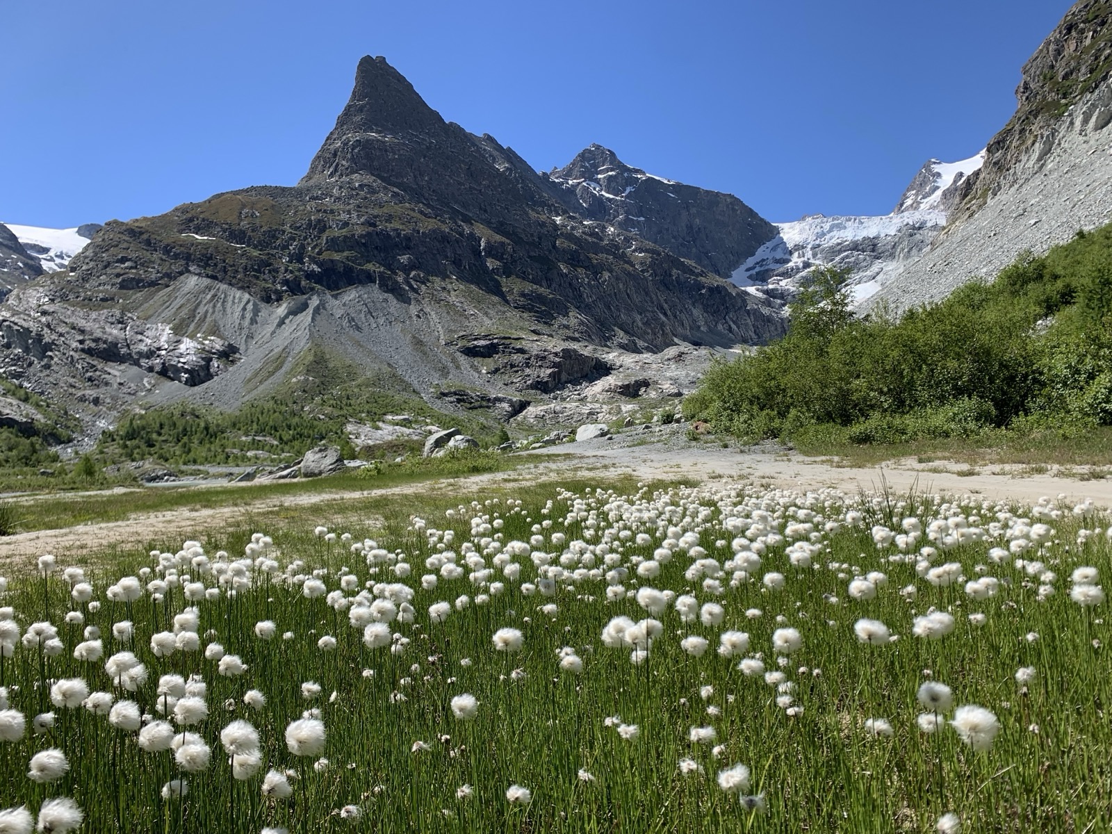 Het landschap van Ferpècle met bergen, gletsjer en bloeiende planten.